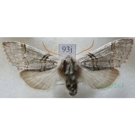 Achlya flavicornis (Linnaeus, 1758) Przestrożnica żółtorożka Czech93j